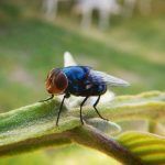 Desinfecciones exterminator