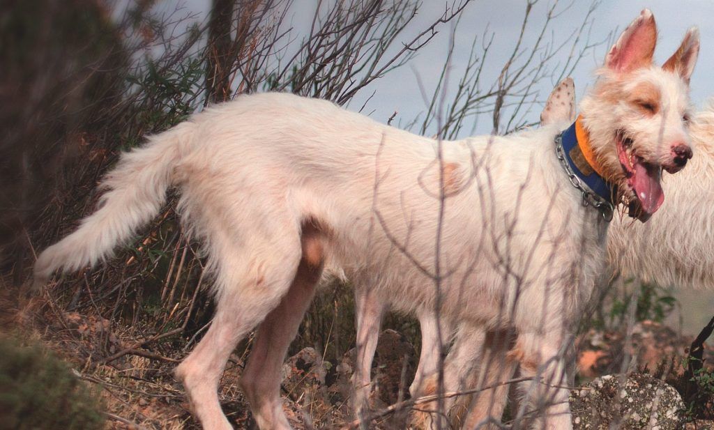 Los 3 mejores perros de caza para monterías