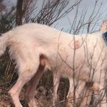 Los 3 mejores perros de caza para monterías