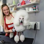 Trucos para cuidar el pelo de tu perro con peluquería canina