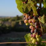 Variedades de Vinos de La Rioja: Un Viaje por el Sabor y la Tradición