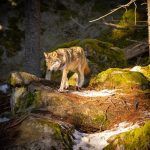 A glimpse into the family life of Spanish wolves, an unforgettable experience