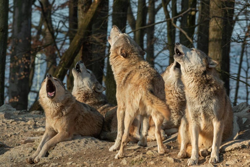 Territorios lobo españoles: mapeo de sus amplios rangos de itinerancia