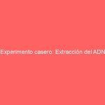 Experimento casero: Extracción del ADN