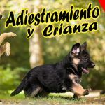 10 Estrategias Efectivas para Aumentar las Ventas en Empresas de Adiestramiento y Cría de Animales