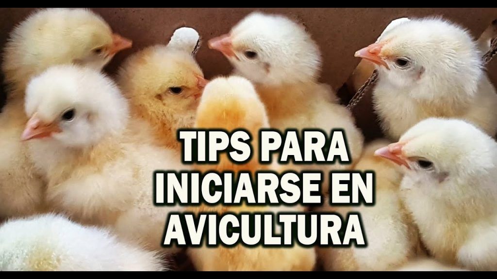 Descubre las claves para el éxito en Avicultura y caza menor: consejos expertos y mejores prácticas