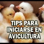 Descubre las claves para el éxito en Avicultura y caza menor: consejos expertos y mejores prácticas