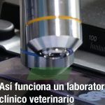 5 Estrategias Infalibles para Aumentar las Ventas en Laboratorios Veterinarios: ¡Potencia tu Negocio Ahora!