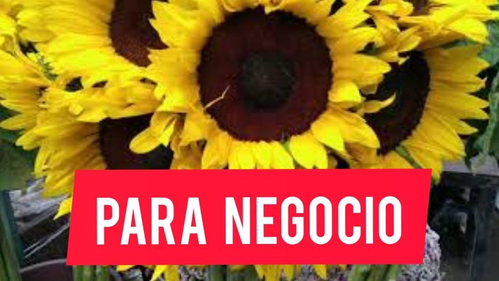 Consejos infalibles para aumentar las ventas en empresas mayoristas de flores naturales