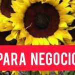 Consejos infalibles para aumentar las ventas en empresas mayoristas de flores naturales