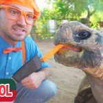 Visita al Zoológico: La Guía Definitiva para Observar y Aprender sobre Animales